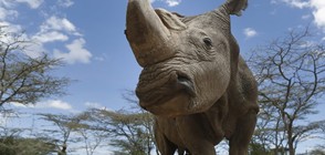 Почина последният мъжки северен бял носорог (ВИДЕО)