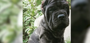 Най-голямото куче в света тежи над 80 кг на 9 месеца (ВИДЕО+СНИМКИ)