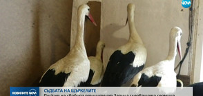 СЪДБАТА НА ЩЪРКЕЛИТЕ: Пускат на свобода птиците от Зарица скоро