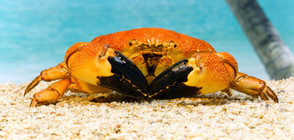 Рак размаха нож срещу мъж, опитал да го сготви (ВИДЕО)