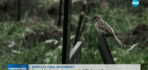 В аванс от "Миролюба Бенатова представя": Моргата пред затваряне?