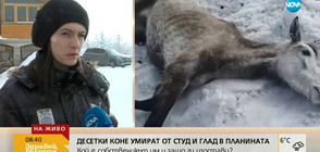 Десетки изоставени коне умират от студ и глад в Осоговската планина