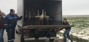 Пуснаха на свобода спасените в Дулово щъркели (ВИДЕО)