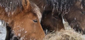 Разследват собственика на бедстващите коне и за злоупотреба с евросредства