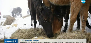 Доброволци достигнаха до бедстващите коне в Осоговската планина