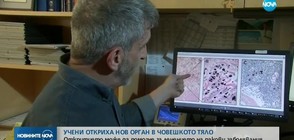 Учени откриха нов орган в човешкото тяло