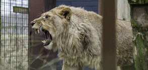 Лъв избяга от зоопарка в Брюксел, евакуираха посетителите (СНИМКИ)