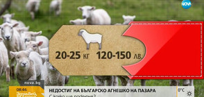 В НАВЕЧЕРИЕТО НА ВЕЛИКДЕН: Недостиг на българско агнешко на пазара