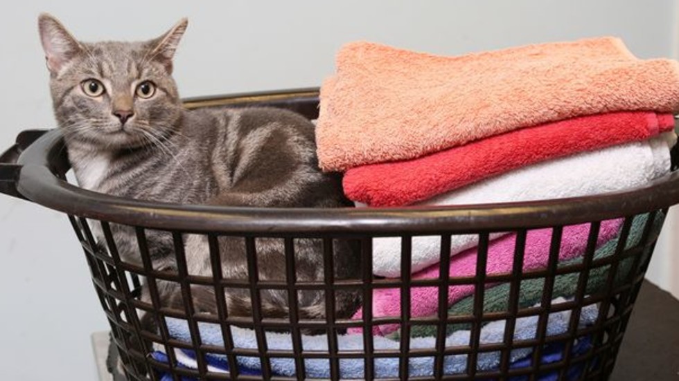 Снимки: PDSA/PA/Daily Mirror