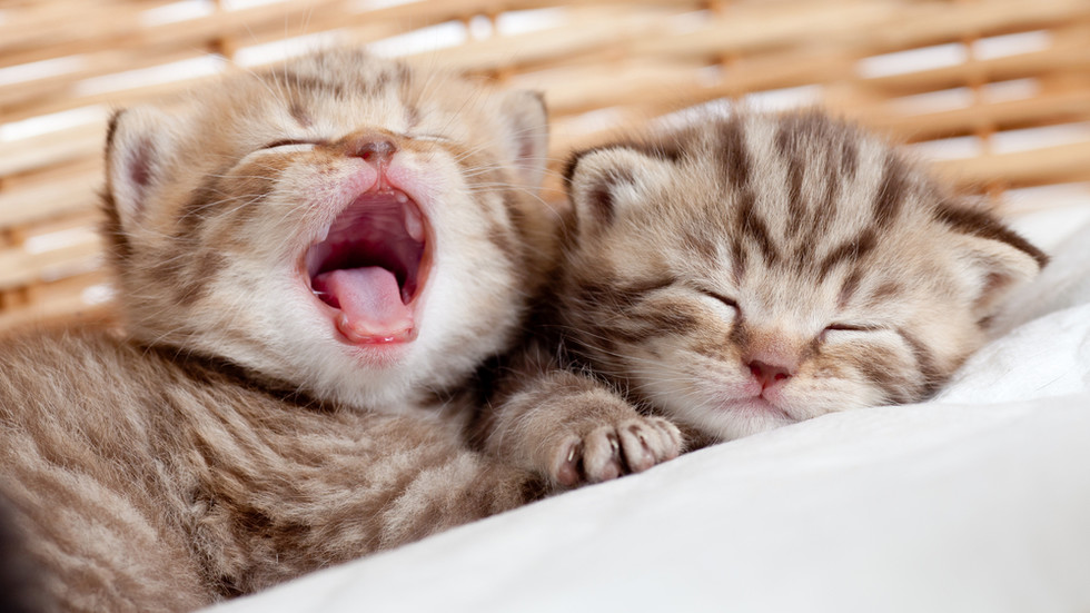 Снимка: Shutterstock