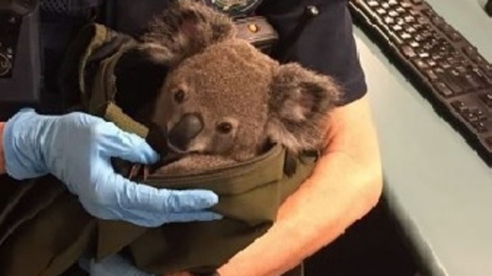 Снимки: Queensland Police Service