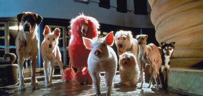 Бейб в града