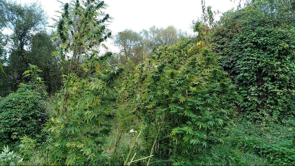Разкриха плантация с марихуана, отглеждал я инспектор от БАБХ