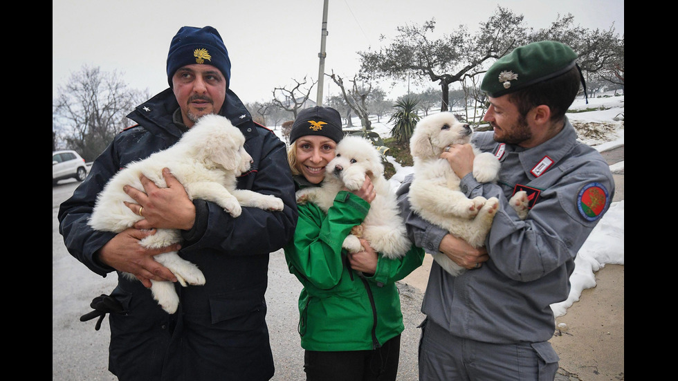 Спасиха малки кученца от затрупания хотел в Италия