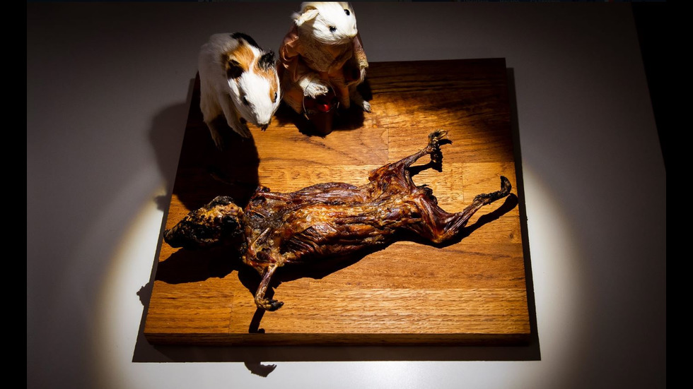 Откриха музей на най-отвратителните храни в света