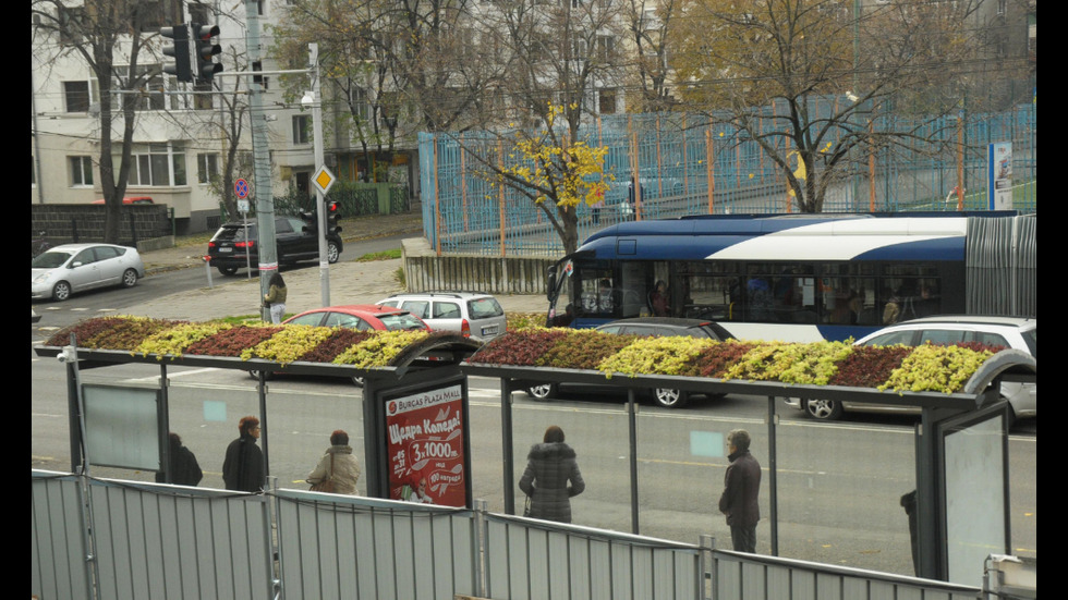 Засадиха растения върху автобусни спирки в Бургас