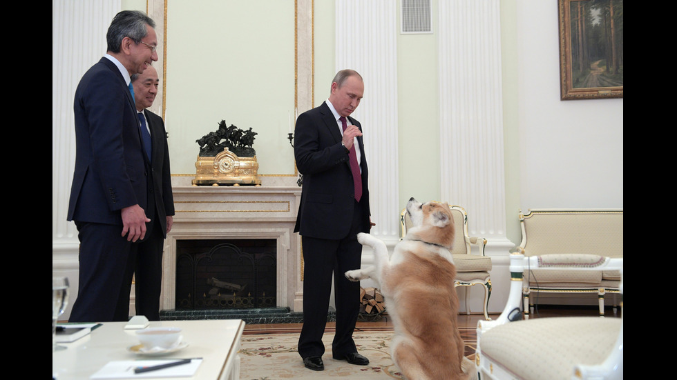 Кучето Юме – най-преданата защитничка на Путин