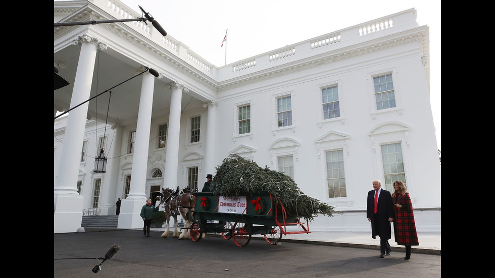 Доставиха коледното дърво в Белия дом