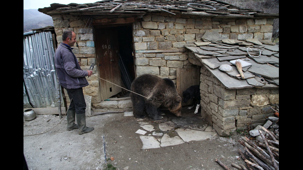 Нов обитател в Парка за танцуващи мечки пристигна от Албания