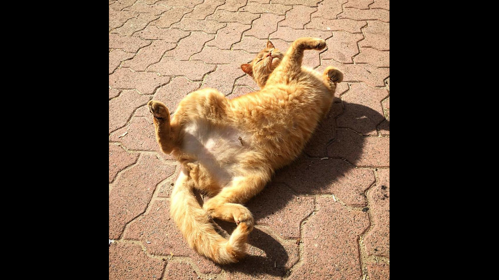 Котката полицай