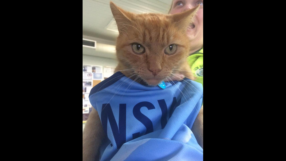 Котката полицай