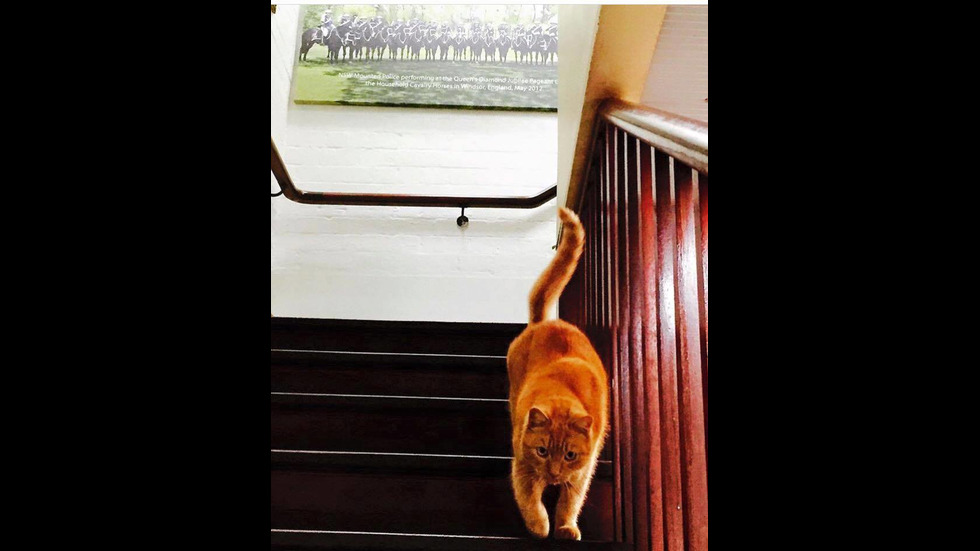 Котката полицай