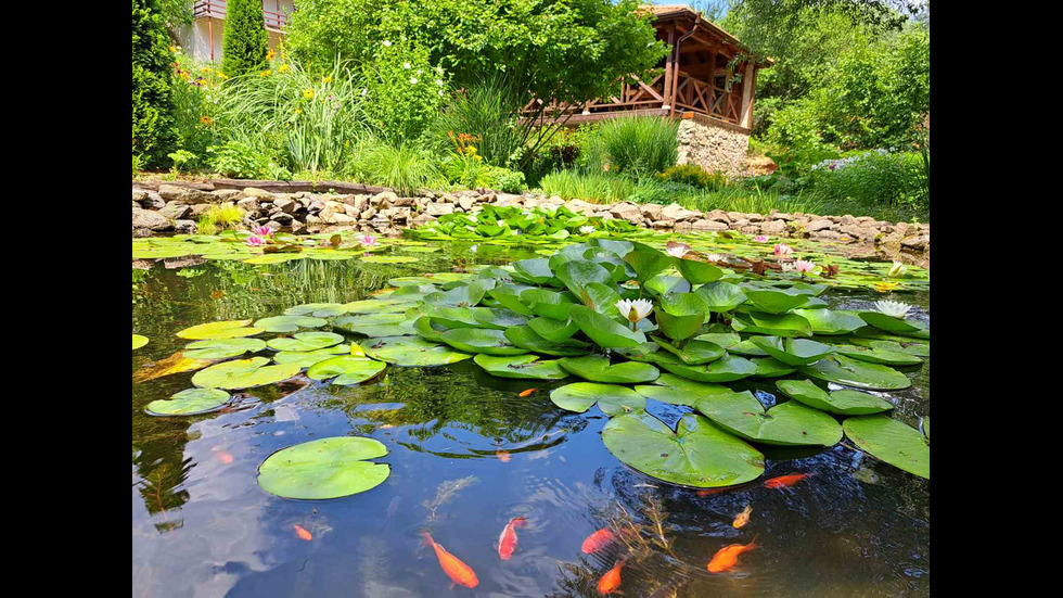 Ботаническата градина "Борика" - зеленият рай край София