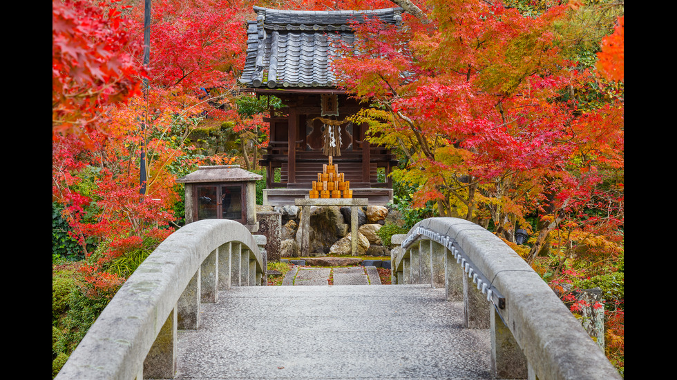 Есенна Япония - страната, в която ходят на "лов за листа"