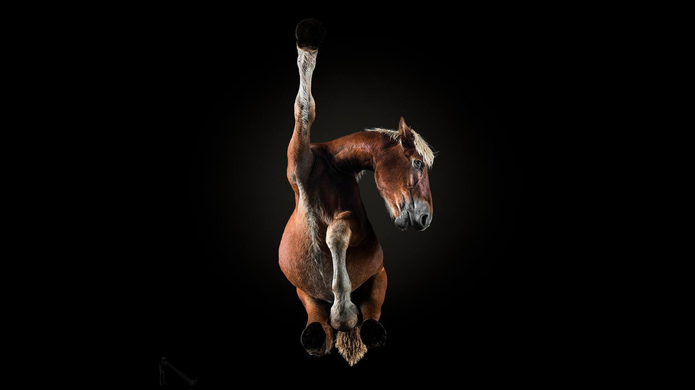 Литовският фотограф Андрюс Бурба с уникална фотосесия на коне