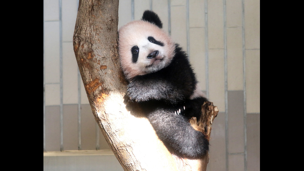 В зоопарка в Токио показаха бебе панда