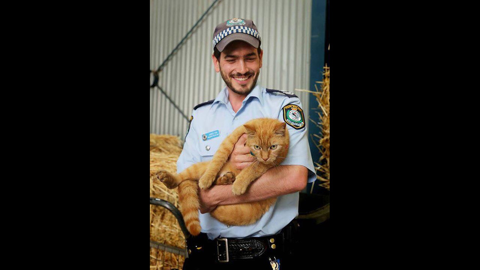 Котката полицай