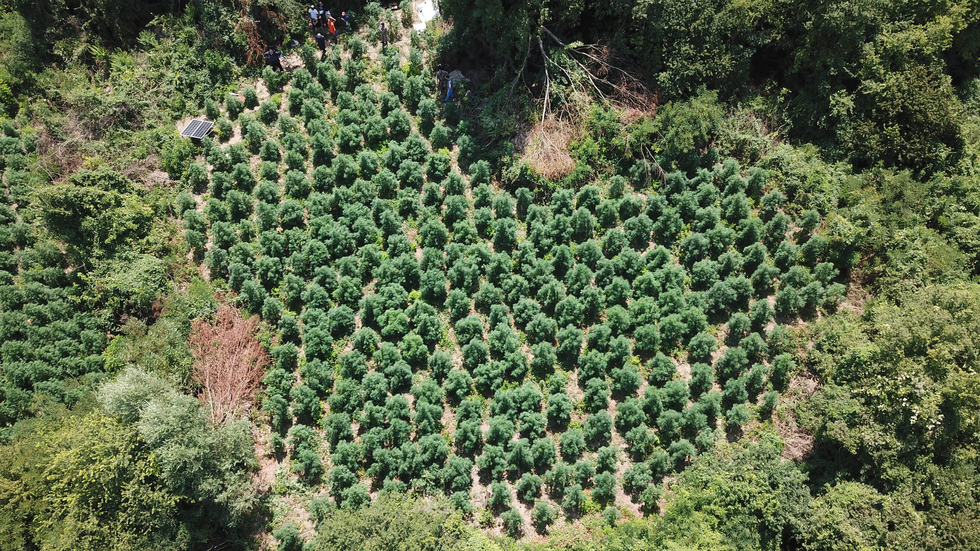 ЗРЕЛИЩНА АКЦИЯ: Заловиха двама мъже, докато торят плантация с марихуана