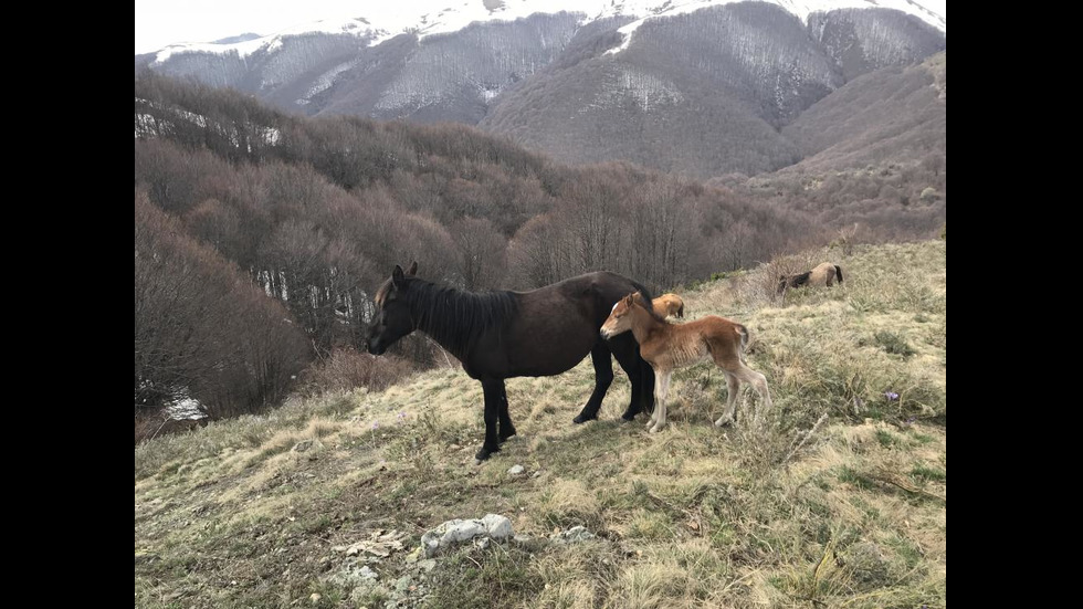 Новородено конче се появи в стадото, което бедстваше в Осоговската планина