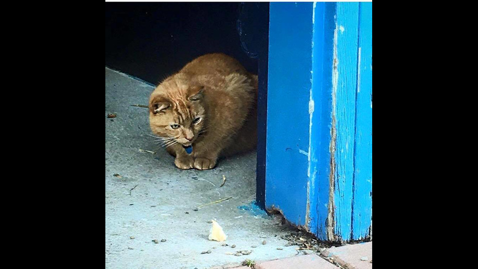 Котката полицай