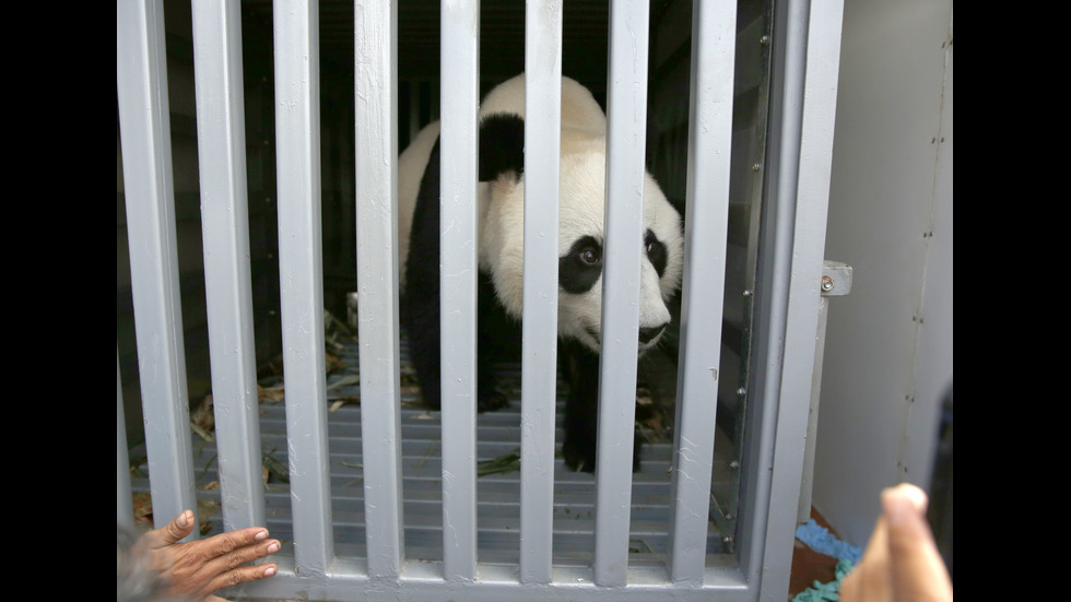 Панди от Китай гостуват в Индонезия