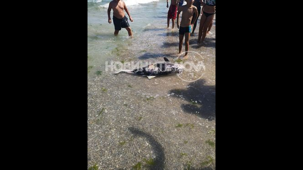Откриха мъртъв делфин на плажа край Шабла
