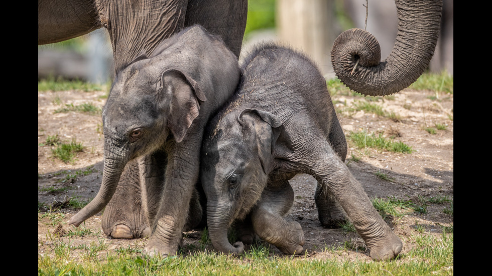 Две малки слончета направиха дебют пред публика в зоопарка в Прага