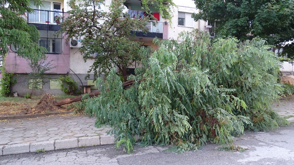 Силна буря изкорени дървета в Благоевград