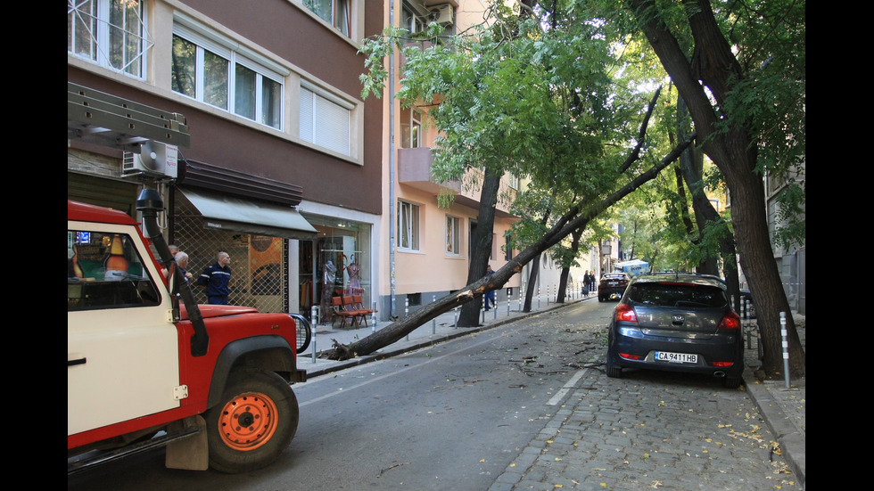 Дърво падна на улица в центъра на София
