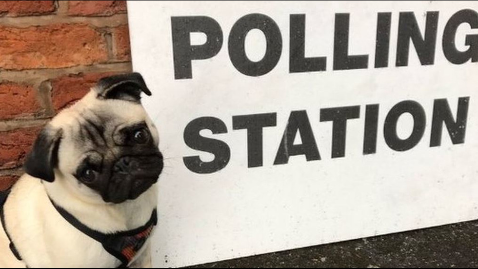 Кучета – хит на изборите във Великобритания