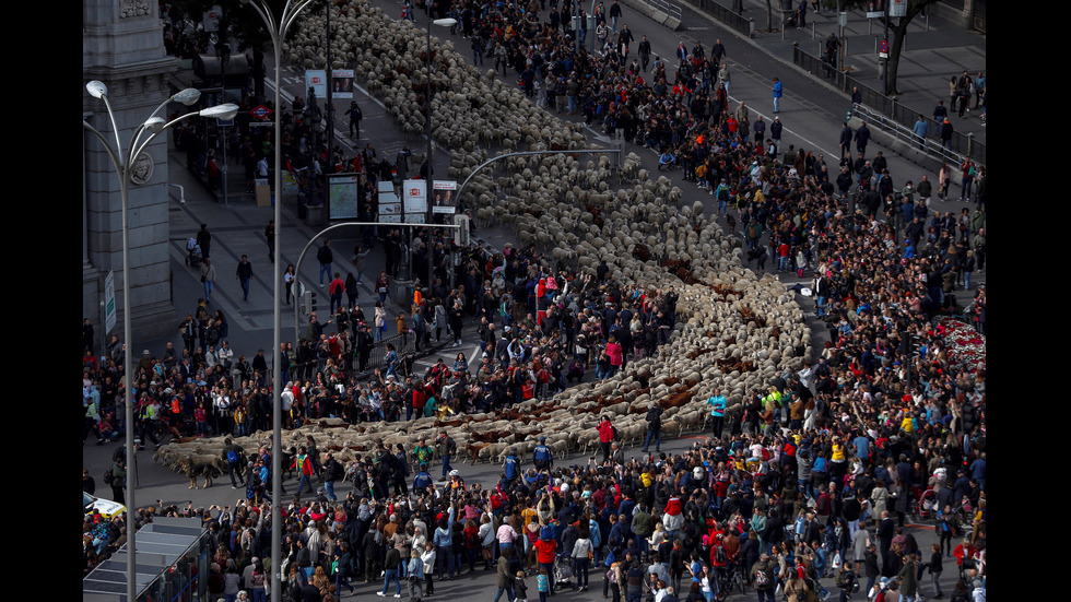 Стада овце блокираха центъра на Мадрид