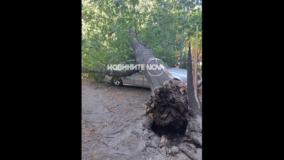 Дърво падна върху лек автомобил в Пловдив