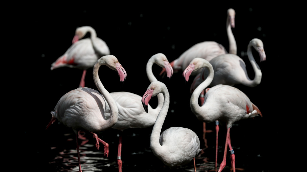 Новините на 2019-а в снимки