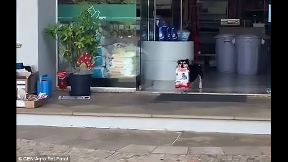 Куче всеки ден ходи до магазина, за да си взима храната