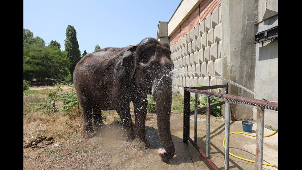 Как се разхлаждат животните в Софийския зоопарк