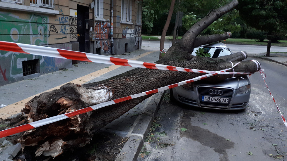 Дърво премаза кола в София