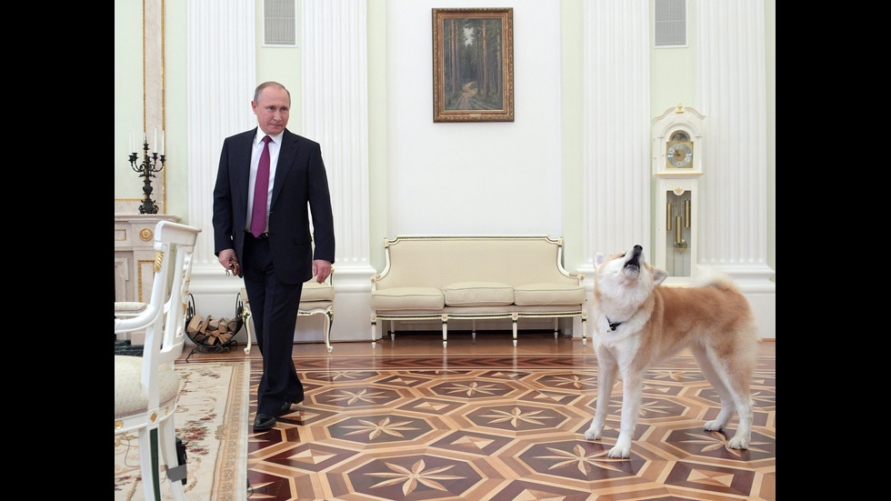 Кучето Юме – най-преданата защитничка на Путин