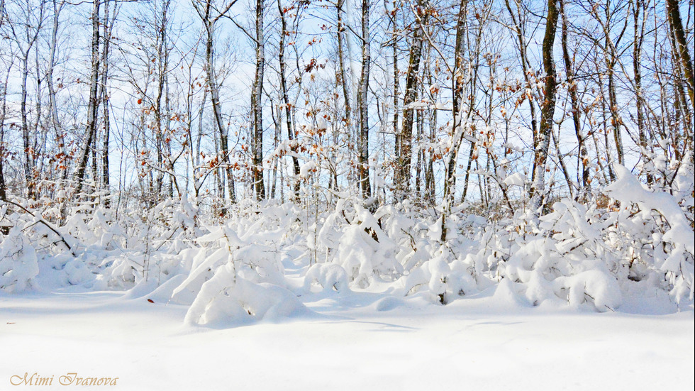 В ОБЕКТИВА НА ЗРИТЕЛИТЕ: Красотата на зимата