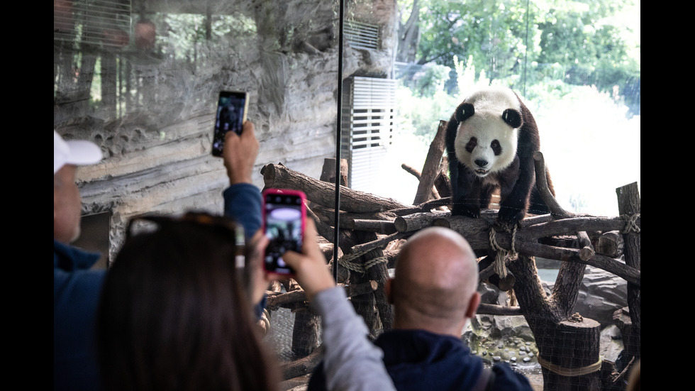 Пандата Мън Мън в берлинския зоопарк роди близначета