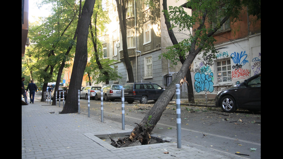 Дърво падна на улица в центъра на София